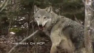 HARDCORE Pursuit Canadian Rifle Hunt