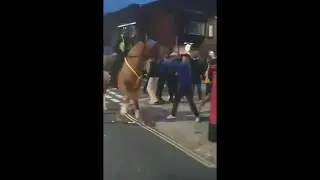 Mad Football Fan Punches A Horse (TMIR Shorts)