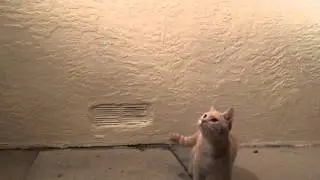 Cute Kitty Trailer (made with iMovie on iPhone6s)