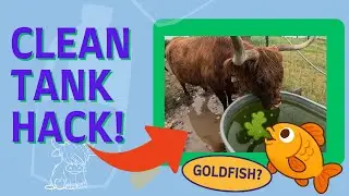 You Won’t Believe What Lives in Our Water Tank 🐟