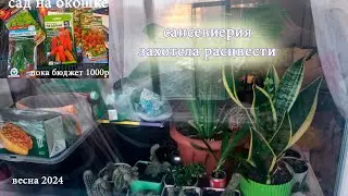 Тёщин цветок скоро зацветет.