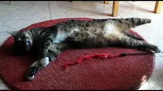 Cat without a paw