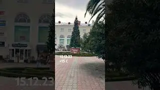 Как вам Сочинская предновогодняя  атмосфера? 