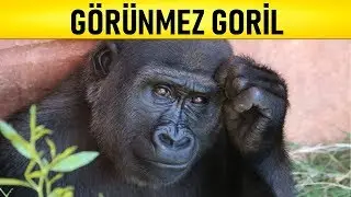 GÖRÜNMEZ GORİL - GÖRÜNMEZ OLMAK