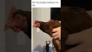 Funny memes || P vibes