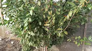 Processing the garden with urea in the fall from diseases. Spraying trees with urea