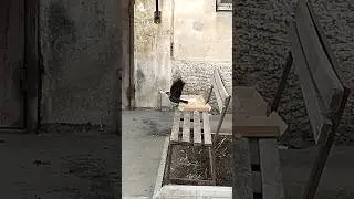 Ворона и пица