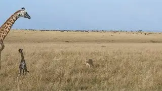 Lions ambush a giraffe mother and her calf who fell in the trap