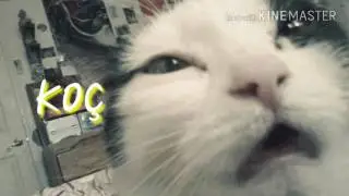 BURCUNA GÖRE HANGİ KEDİSİN🐱