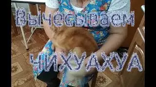 Вычесываем ЧихуаХуа Шурку из г Тула.