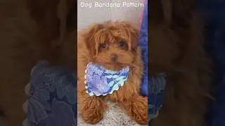Dog Bandana Pattern (#shorts )