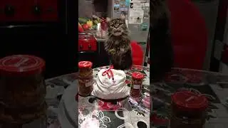 #котохаус Проверка качества 😎