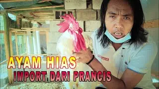 PART II AYAM HIAS IMPOR DARI PRANCIS SEHARGA 1000 SAMPAI 1500 REAL 2 PART II