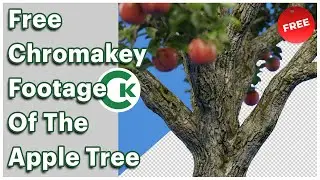 Free Apple Tree Chroma Key Footage | Green Screen Tree