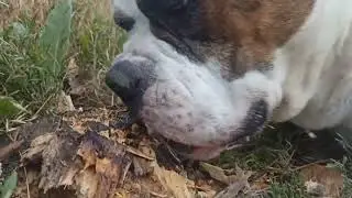 Бобёр 🦫 Серёга 🐕