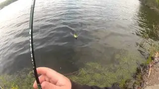 Big Perch While trout fishing