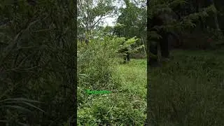 SI JANTAN YANG  GANAS