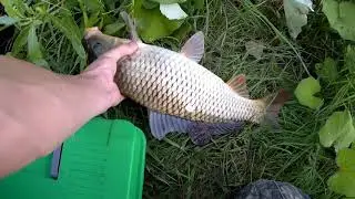 Вечерний клев карпа. Карп на удочку. Карпы монстры рвут леску.