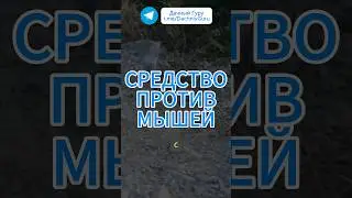 Лучшее средство от ГРЫЗУНОВ! #грызуны #мыши #грядки #огород #дача #садоводство #овощи