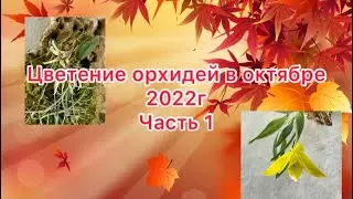 Цветение орхидей в октябре 2022г. Часть 1