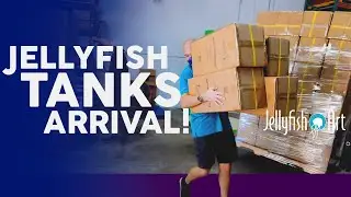 JELLYFISH TANKS ARRIVAL! JELLYFISH ART, MOON JELLYFISH AQUARIUMS, REEF TANKS