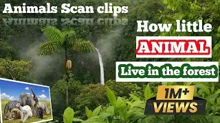Amazon jungle scans clips video|| tutorial||