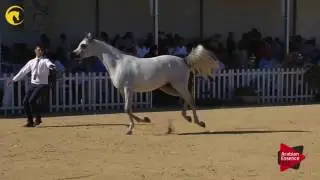 N.48 MOZN ALBIDAYER - MENTON 2017 - Fillies 3 years old (Class 3)