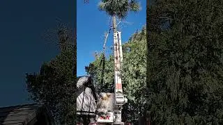 huge branch can crane hold it????! #mountains #treeing #stihl #husqvarna #precisiontreefelling #tree