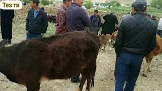дехконобод мол бозори охработ мол бозори нархлари