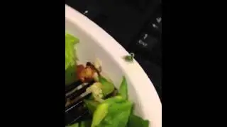 Chipotle bug!