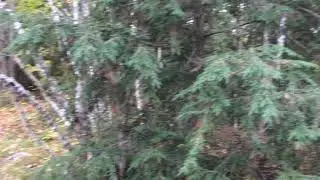 Little Lake Bog