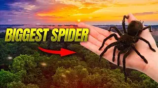 What is the biggest spider in the world