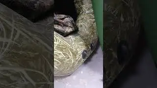 Аква-Мастер 280 Камыш. Лодка для охоты 