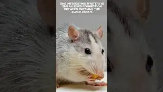 Rats || Beyond the Myths and Mysteries || @discoverwithsabi #rats #mouse #myths and Mysteries