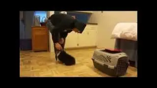 Playing with the new corgi 