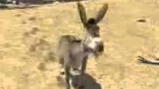 Точики Шрек .3gp