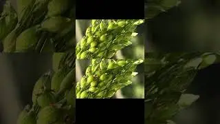 Millets Grown At Home | Foxtail Millets Homegrown | Gardening | DYI | Homegrown Millets