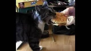evil burger, with a side of horror fries