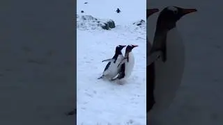 Penguins being absolutely useless and adorable