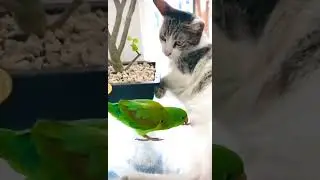 Кошка, попугай, жираф и ребенок творят жесть