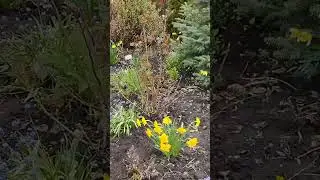 Загляденье!! Клумба радует!!