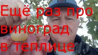 Ещё раз про виноград в теплице