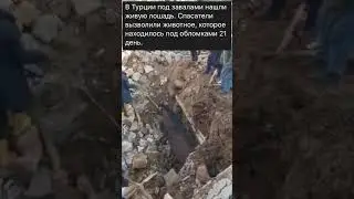 В Турции под завалами нашли живую лошадь.