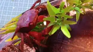 crabs eating while spongebob music is in the BG