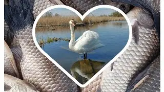 Карасі пруть, не давали передихнути! Краса нашої річки! 🦢