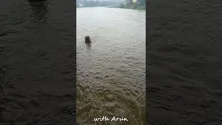 Chennai rain today live news | Water 4m Chembarambakkam lake to Adayar river 9 #shorts #சென்னை #மழை