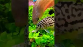 Julii Cory and Honey Gourami Fighting for Food