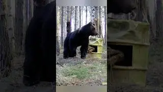 Приближается большой медведь, нужно по-тихому свалить.