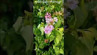 #абрау_дюрсо #кудапоехать #тракторист #блогер #весна #сад #цветы #жара