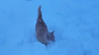 Пока Тосик  гуляет на улице,рыбята в аквариуме подрастают.